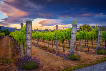 Landscape view of beautiful vintage vineyard during colorful sunset, New Zealand