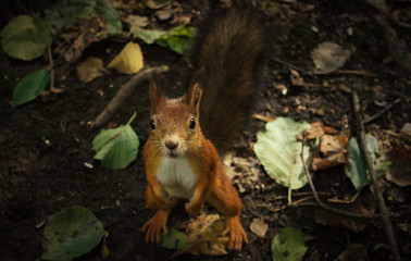 squirrel in the forest close-up on the background of leaves
