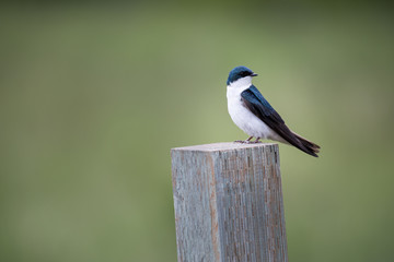 tree swallow on a post