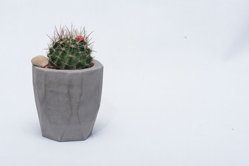 Cactus en maceta gris sobre fondo blanco