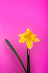 Daffodil on pink 