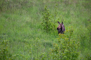 Female moose from a distance in a grassy field