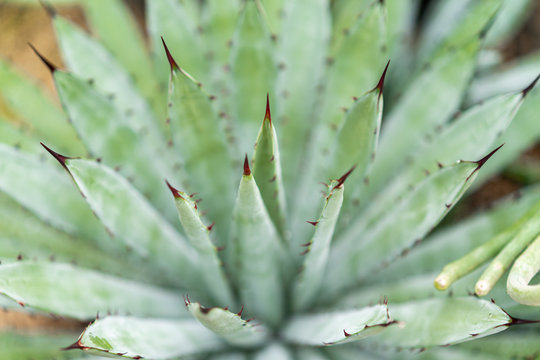 A closeup of a spiny green cactus