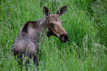 Naklejka na ściany i meble Close up of femal moose looking back in a grassy field