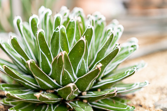 A closeup of a wet green cactus plant