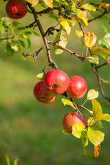 Organic apples on branch. Summer fruits.