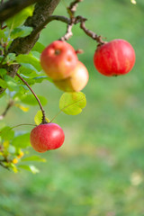 Organic apples on branch. Summer fruits.