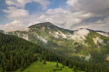 Aerial view of green Carpathian mountains covered with evergreen spruce pine foreston summer sunny day.