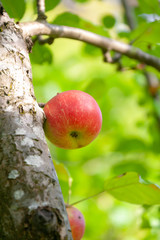 Organic apples on branch. Summer fruits.