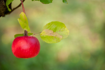 Organic apples on branch. Summer fruits.