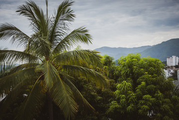 Fototapeta na wymiar palm trees in Mexico