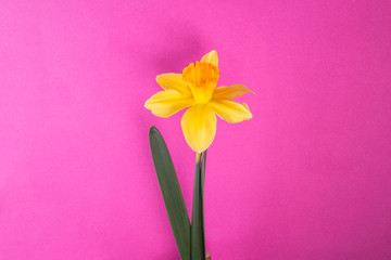 Daffodil on pink