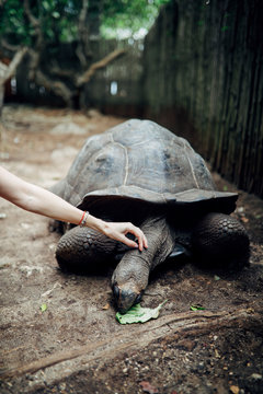 Old endemic turtles