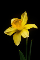 Naklejka na ściany i meble Daffodil