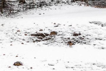 Young wild deers feeding looking for food in the snow in late winter in Switzerland