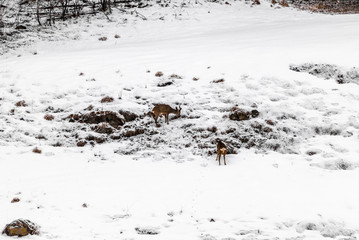 Young wild deers feeding looking for food in the snow in late winter in Switzerland