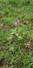 flowers in the garden