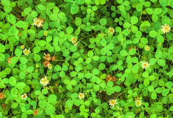 White clover, leaves and flowers, wallpaper. Trifolium in garden, background image. Trefoil with...