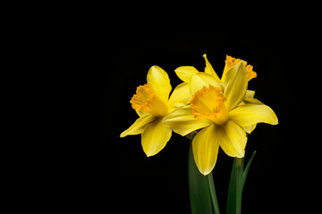 Fototapeta na wymiar Three Daffodils on Black