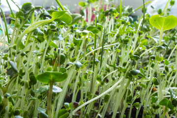 Fresh micro-greens: wheat, clover, radish, turnip, broccoli, mustard, grown at home close-up with copy space