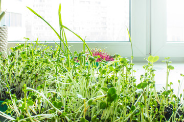Fresh micro-greens: wheat, clover, radish, turnip, broccoli, mustard, grown at home close-up with copy space