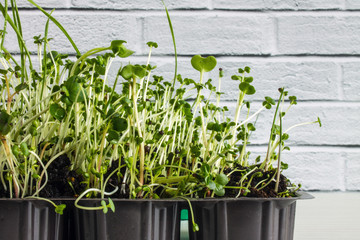 Fresh micro-greens: wheat, clover, radish, turnip, broccoli, mustard, grown at home close-up with copy space