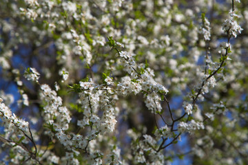 Beautiful white flowers on tree branches. Blurred background