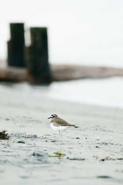 Portrait of a killdeer bird on a Puget Sound beach in Greater Seattle