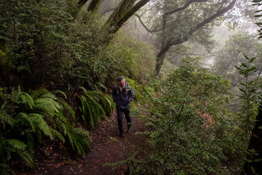 Man hikes up misty trail beside above hill covered by trees and ferns