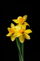 Fototapeta premium Horizontal on black of daffodil trio
