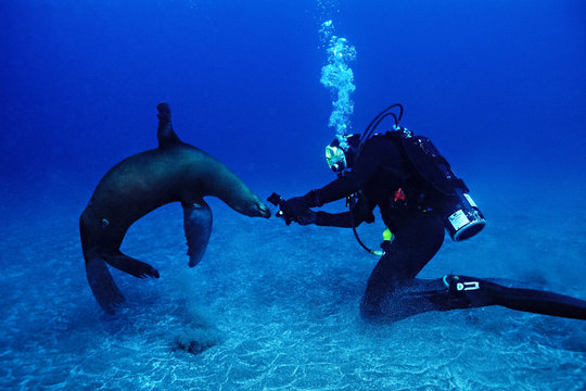 Female Diver with a playful sea lion, Santa Barbara Is., Channel Is.