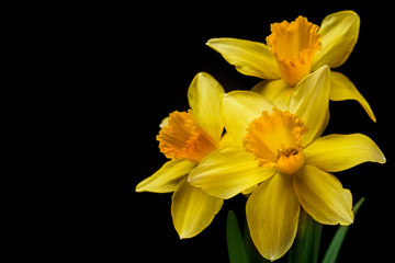 Three Daffodils on Black