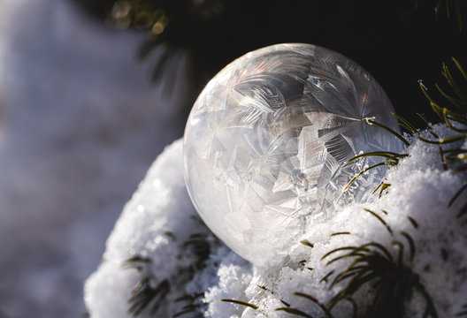 Frozen soap bubble in a snow covered tree on a winter's day.
