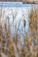 Neajlov river delta in Comana, Giurgiu, Romania