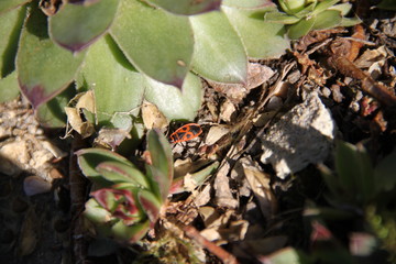 Pyrrhocoris apterus red fire bud common insect