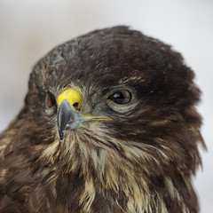 Close up of a Common Buzzard (Buteo buteo).