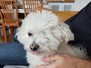 White Cute bichon dog cuddling to the man. Slovakia