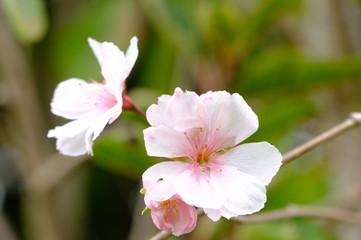 Fototapeta na wymiar Pink flower bloom close up on white background