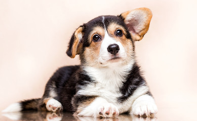 welsh corgi dog looking