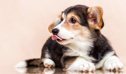 welsh corgi dog shows tongue