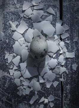Queil egg