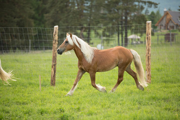Obraz premium Brown horse runs in paddock with coniferous forest on background 