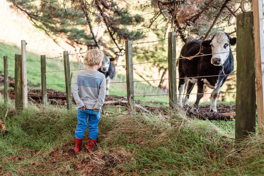 Child looking through a fence at a cow in New Zealand