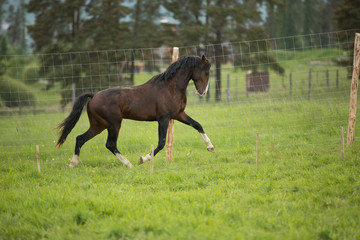 Fototapeta premium Brązowy koń biegnie w padoku z lasem iglastym na tle