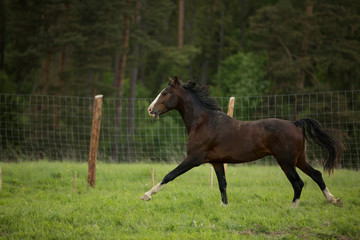 Obraz premium Brown horse runs in paddock with coniferous forest on background 