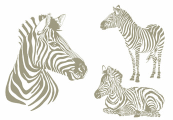 Graphical color  set of zebra isolated on white background, vector illustration