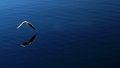 seagull flying over the sea