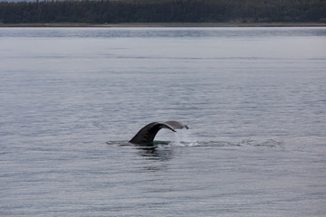 Fototapeta premium A humpback whale tail displaying off the coast of Juneau, Alaska. Water flowing off of the tail as he dives 