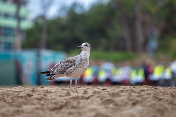 White and gray seagull bird on sand beach shore.