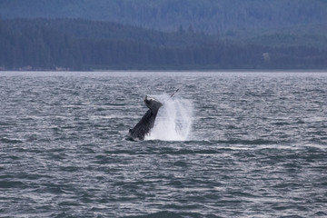 Humpback Whale slapping the water with it's tail. Hoonah, Icy Strait Point, Alaska